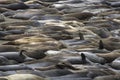 Single Elephant Seals with Molting Face above Colony of Seals on Beach