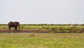 Single elephant standing at waterhole