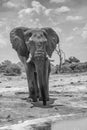 Single elephant stands in front of a watering hole in Chobe National Park, Botswana