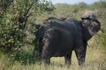 Single elephant strolling away from the trees.