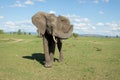 Single elephant with trunk up pictured in savannah