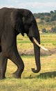 Portrait of a big beautiful elephant in natural habitat., Safari game drive.