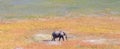 Single elephant wandering in the Okavango delta Botswana