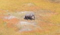 Single elephant wandering in the Okavango delta Botswana