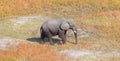 Single elephant wandering in the Okavango delta Botswana