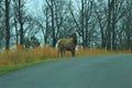 Single Elk Standing Next to a Road Ready to Cross Royalty Free Stock Photo