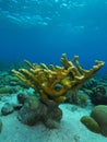 Single elkhorn coral colony