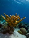 Single elkhorn coral colony
