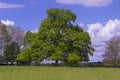 Oak Tree Quercus robur