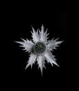 Single eryngium flower