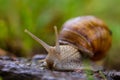 Single escargot snail macro picture