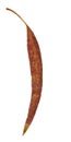 Single Eucalypt leaf Royalty Free Stock Photo