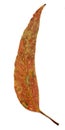 Single Eucalypt leaf Royalty Free Stock Photo