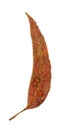 Single Eucalypt leaf Royalty Free Stock Photo
