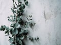 a single eucalyptus plant stacked against a white wall