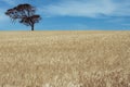 Single eucalyptus tree in a wheat field Royalty Free Stock Photo