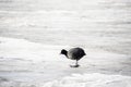 Single Eurasian Coot standing on ice Royalty Free Stock Photo