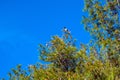 Single Eurasian Magpie bird known also as Common magpie natively inhabiting broadly Eurasian continent on a Royalty Free Stock Photo