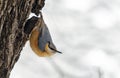 Single Eurasian Nuthatch bird on tree branch Royalty Free Stock Photo