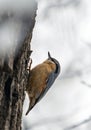 Single Eurasian Nuthatch bird on tree branch Royalty Free Stock Photo