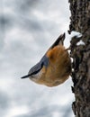 Single Eurasian Nuthatch bird on tree branch Royalty Free Stock Photo