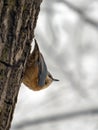 Single Eurasian Nuthatch bird on tree branch Royalty Free Stock Photo