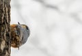 Single Eurasian Nuthatch bird on tree branch Royalty Free Stock Photo