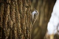 Single Eurasian treecreeper sitting on tree trunk Royalty Free Stock Photo
