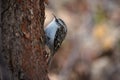 Single Eurasian treecreeper sitting on tree trunk Royalty Free Stock Photo