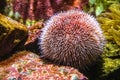 Single European Edible Sea Urchin - latin Echinus esculentus - inhabiting seashore coastal waters of western Europe, in an