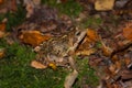 A single european grass frog in France