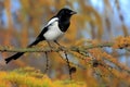 Single European Magpie bird on tree branch during an autumn season Royalty Free Stock Photo