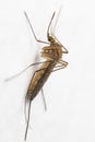 Single european mosquito sitting on a white wall