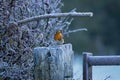 A single european robin sitting on a frosty fence post on a cold winter morning