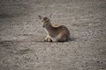 European roe deer resting on the sand Royalty Free Stock Photo