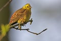 Single European Serin bird on tree twig during a spring nesting period