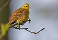 Single European Serin bird on tree twig during a spring nesting Royalty Free Stock Photo