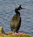 Single European Shag