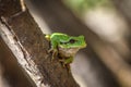 Single European tree frog - Hyla arborea