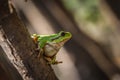 Single European tree frog - Hyla arborea