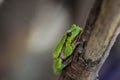 Single European tree frog - Hyla arborea