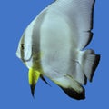 Single exotic fish circular batfish in tropical sea , underwater