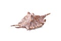 Single exotic seashell isolated on white background Royalty Free Stock Photo
