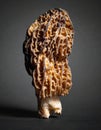 Elegant Morel Mushroom Studio Portrait Royalty Free Stock Photo