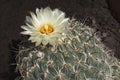 Single Exquisite Yellow Sea-urchin Cactus Flower among Vicious Spines