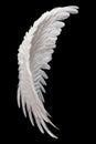 Single White Angelic Wing on Dark Background Royalty Free Stock Photo