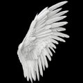 Single White Angelic Wing on Dark Background Royalty Free Stock Photo