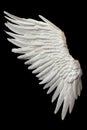 Single White Angelic Wing on Dark Background Royalty Free Stock Photo