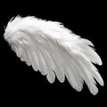 Single White Angelic Wing on Dark Background Royalty Free Stock Photo