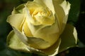 Rose faintly yellow.